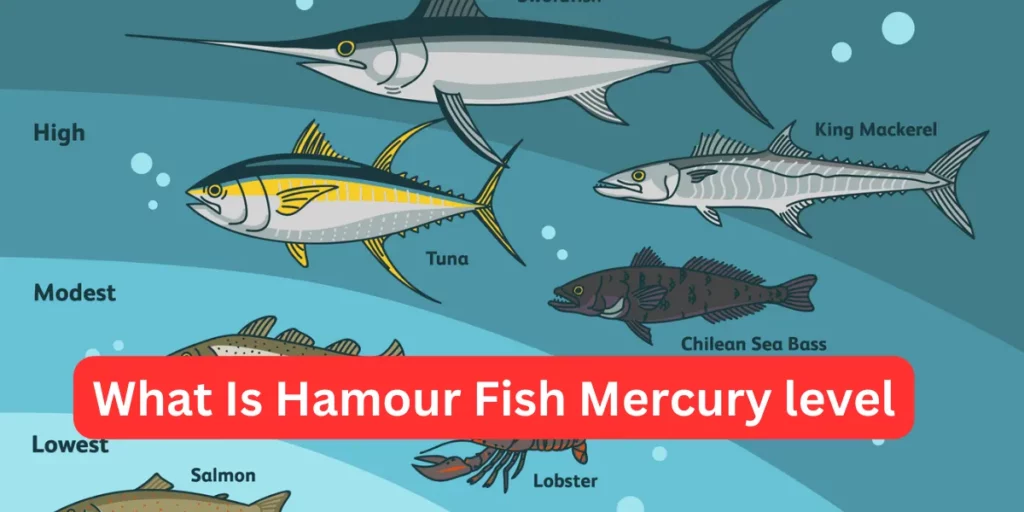 What Is Hamour Fish Mercury level