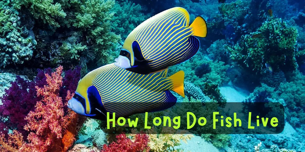 How Long Do Fish Live