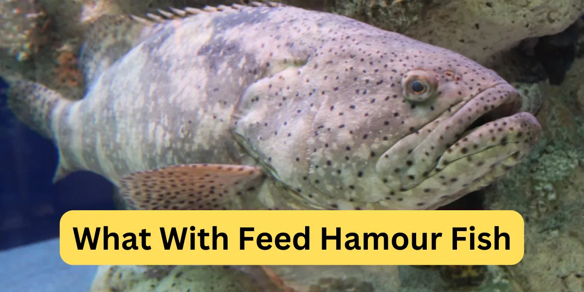 What With Feed Hamour Fish