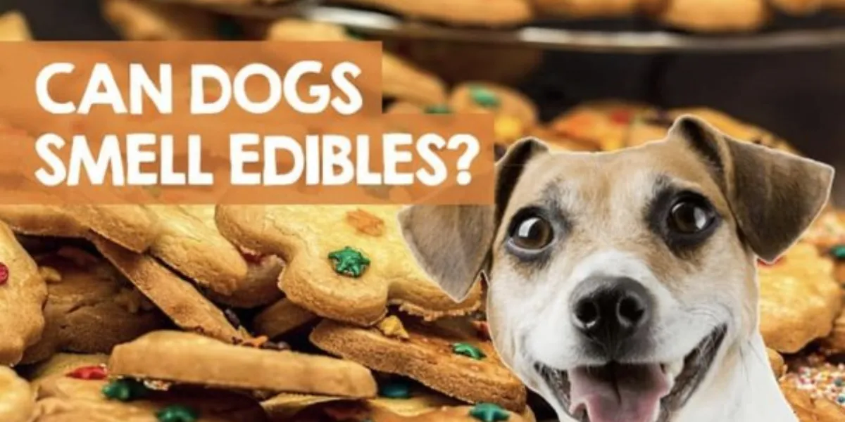 Can Dogs Smell Properly Packaged Edibles